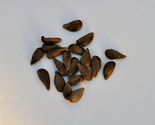 Malus sieversii seeds collected in Kazakhstan.